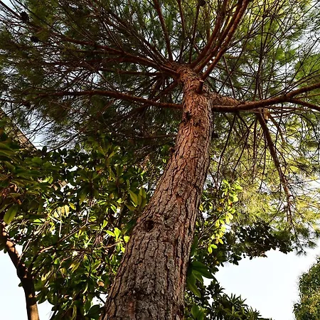 Bohemian Rhapsody Appartamento Rovigno