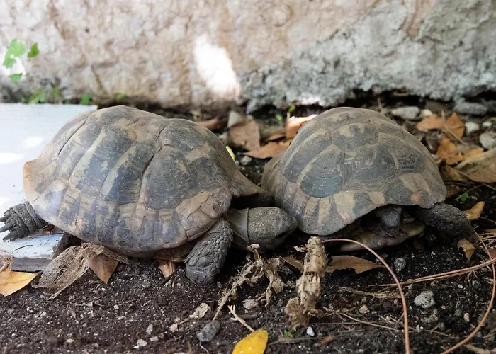 Bohemian Rhapsody Διαμέρισμα