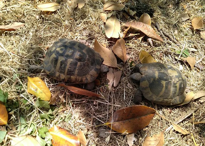 Bohemian Rhapsody Apartamento *