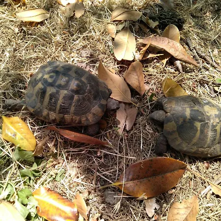 Bohemian Rhapsody Apartman *