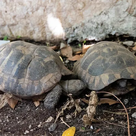 Bohemian Rhapsody Apartman